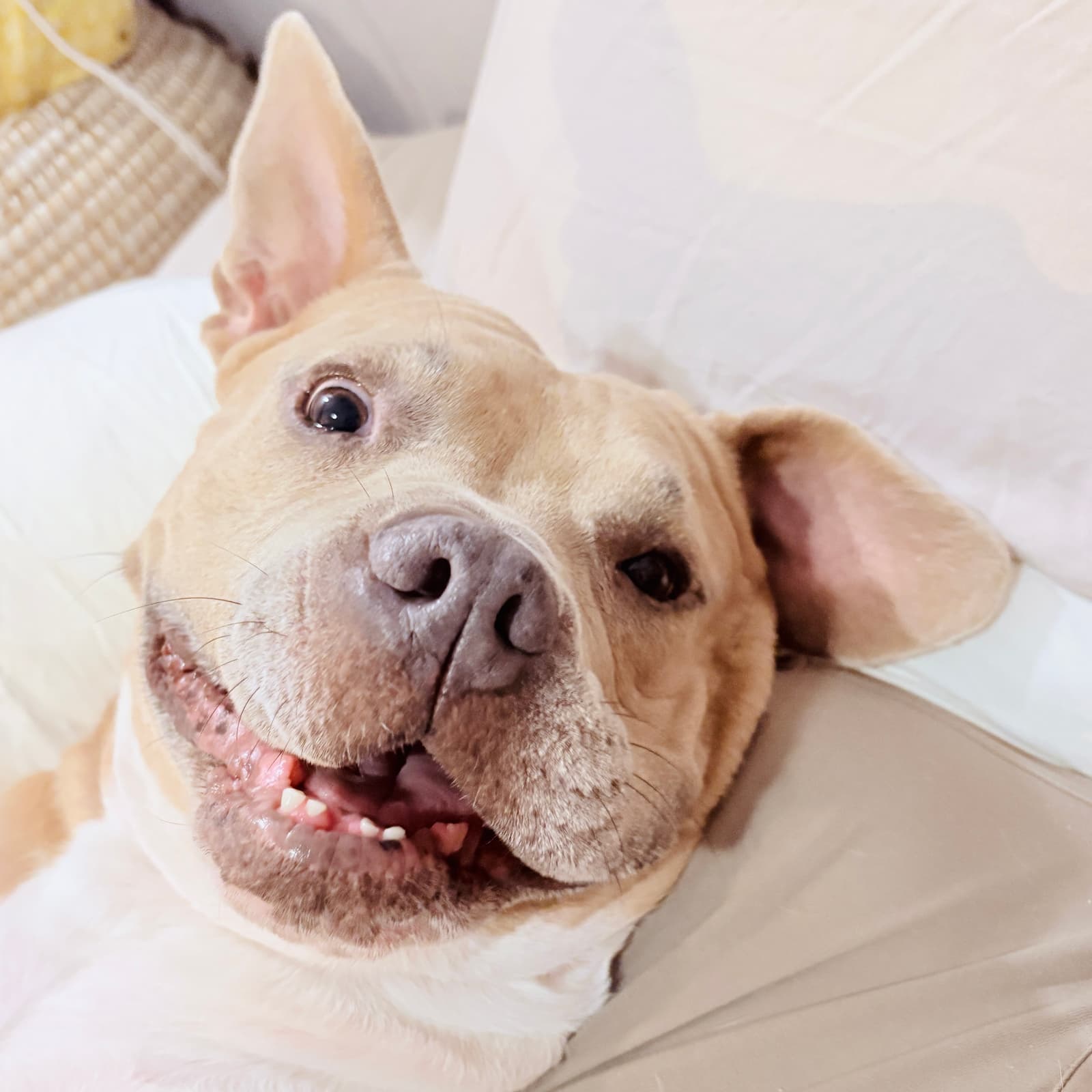 Baker the shelter dog