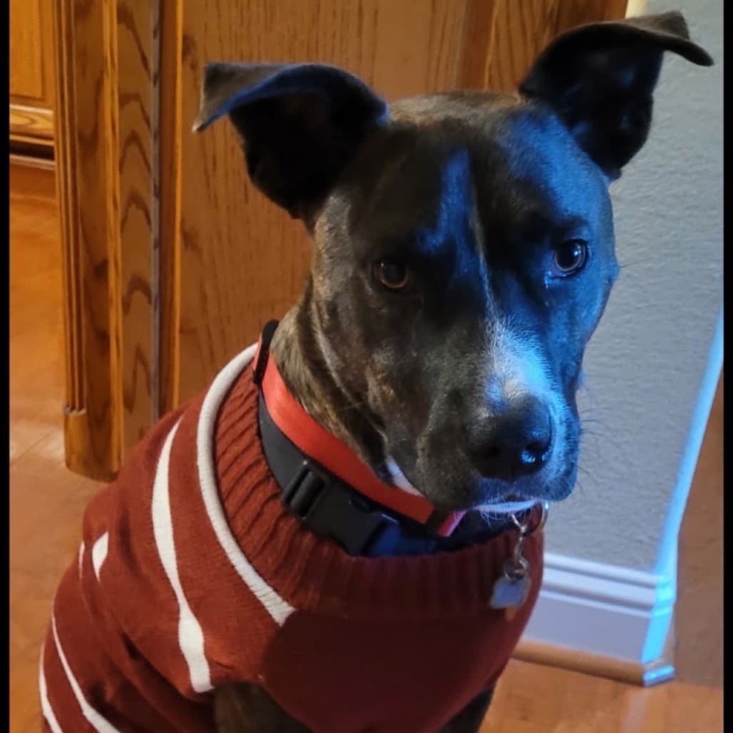 Jack Barkley the shelter dog