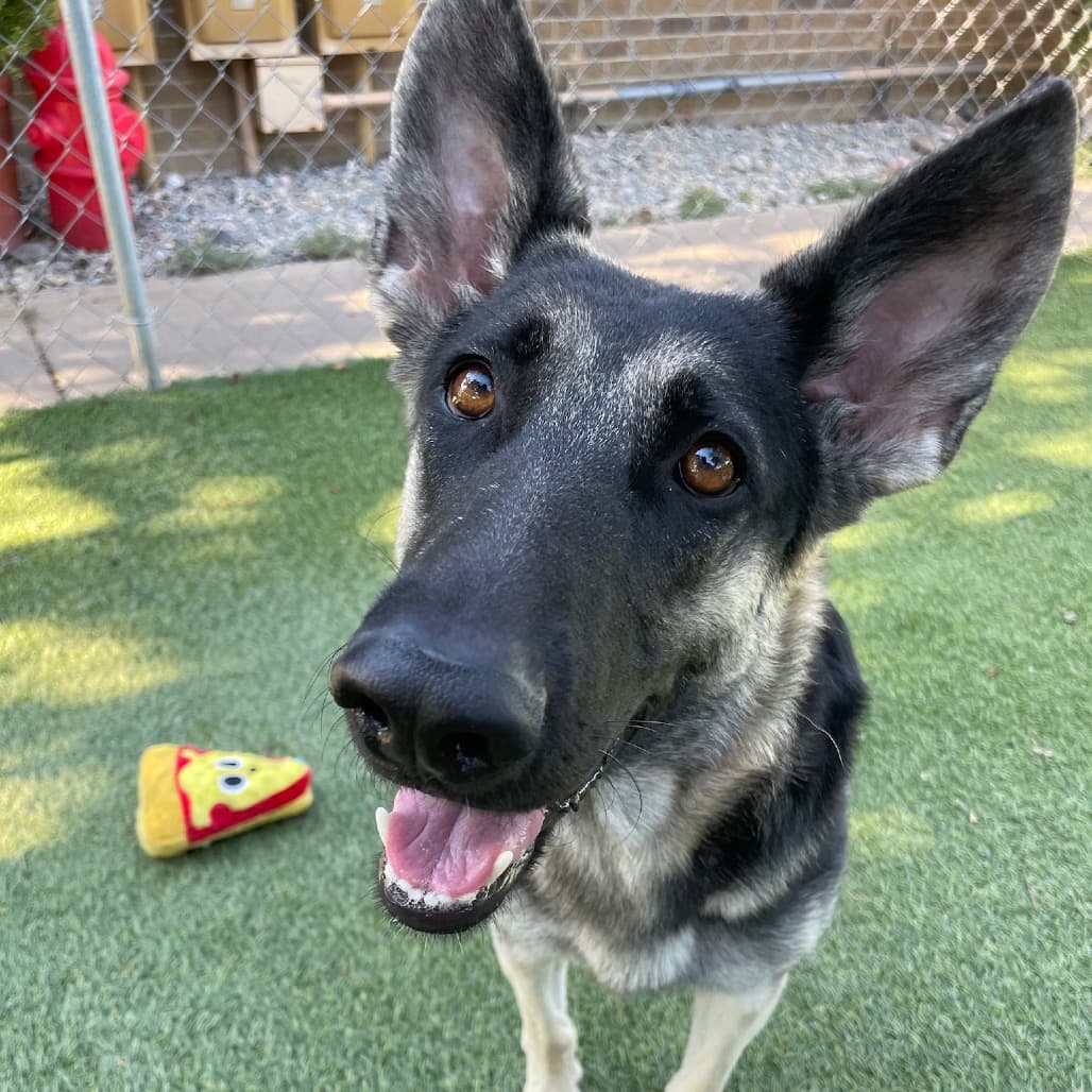 Mama Bear the shelter dog