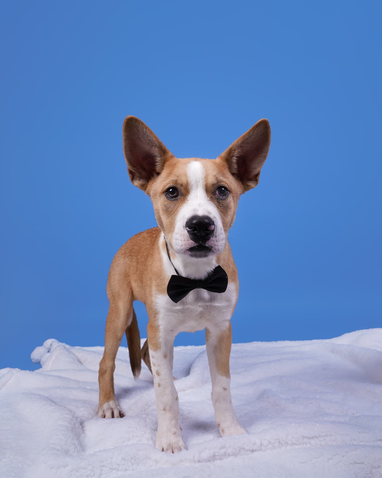 Beeper the shelter dog