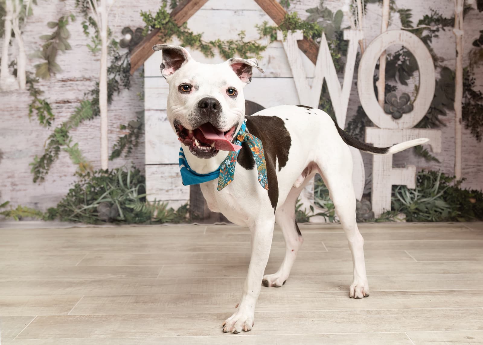 Brian the shelter dog