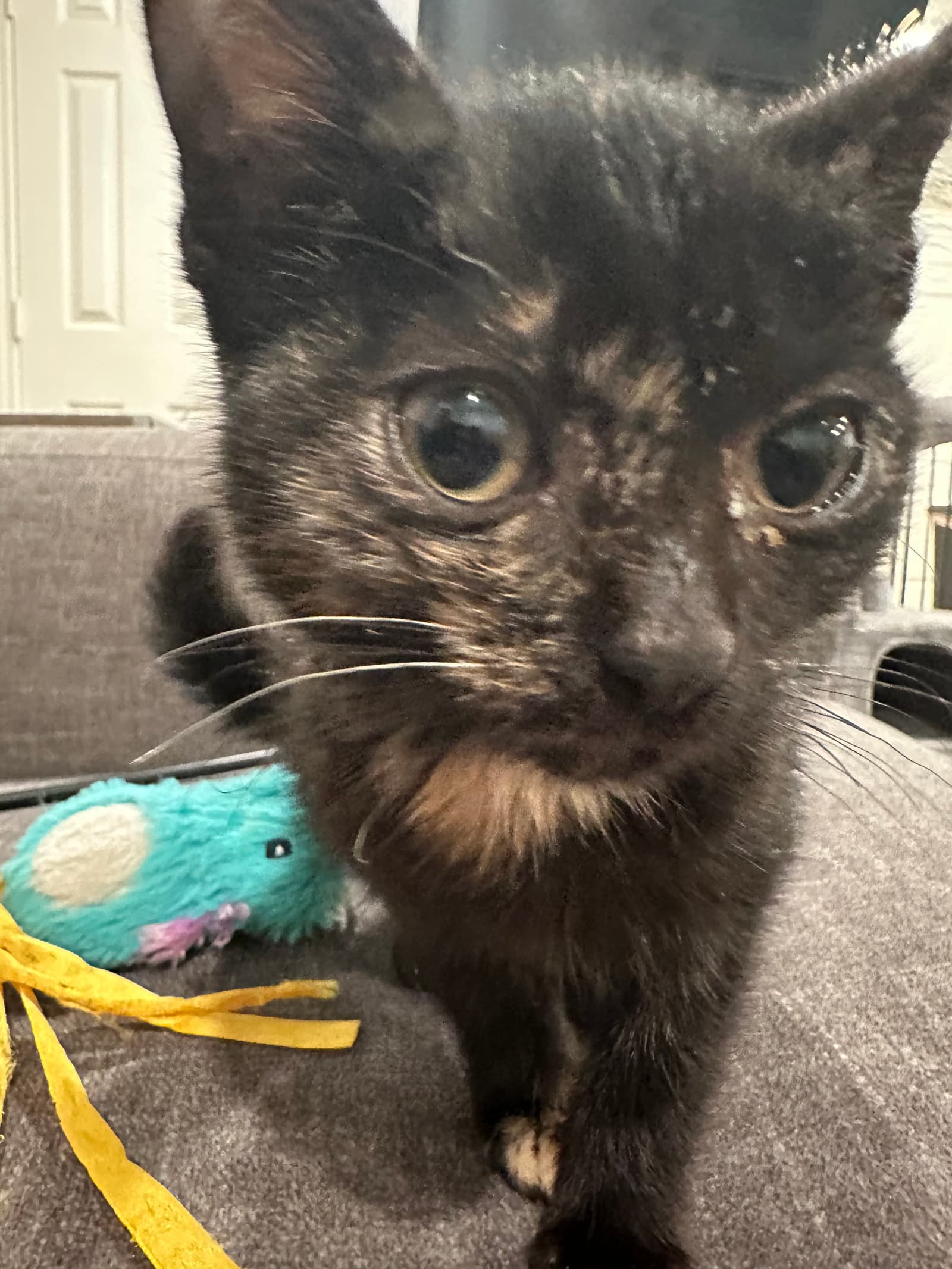 Cotta the shelter dog