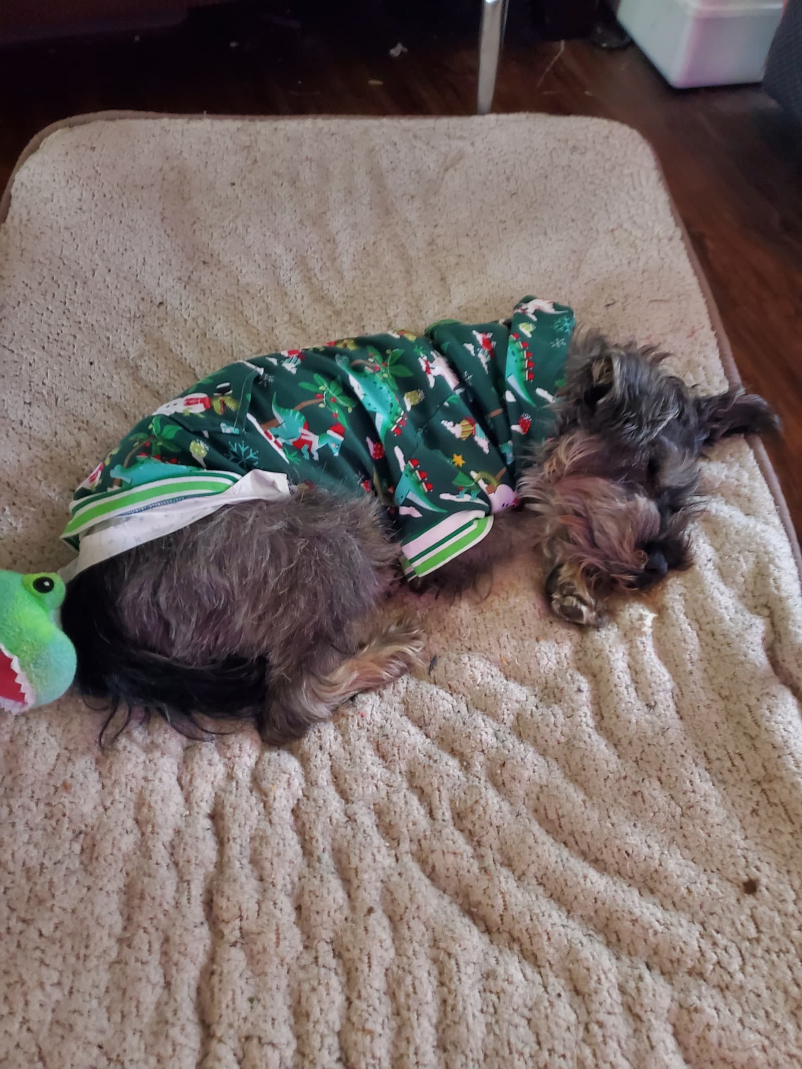 Crowley the shelter dog