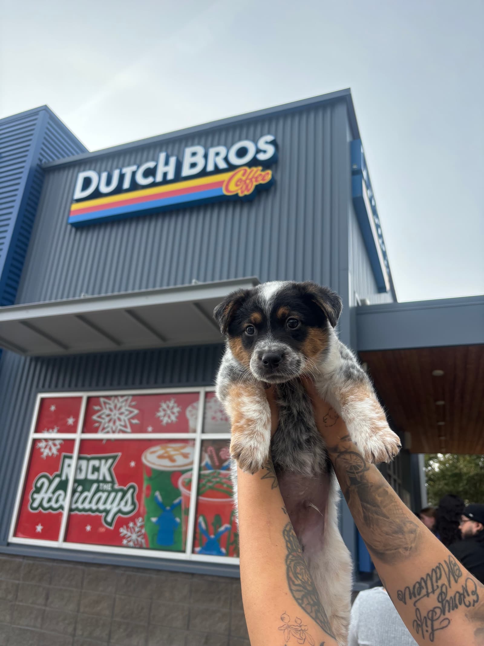 Dutch Bro the shelter dog
