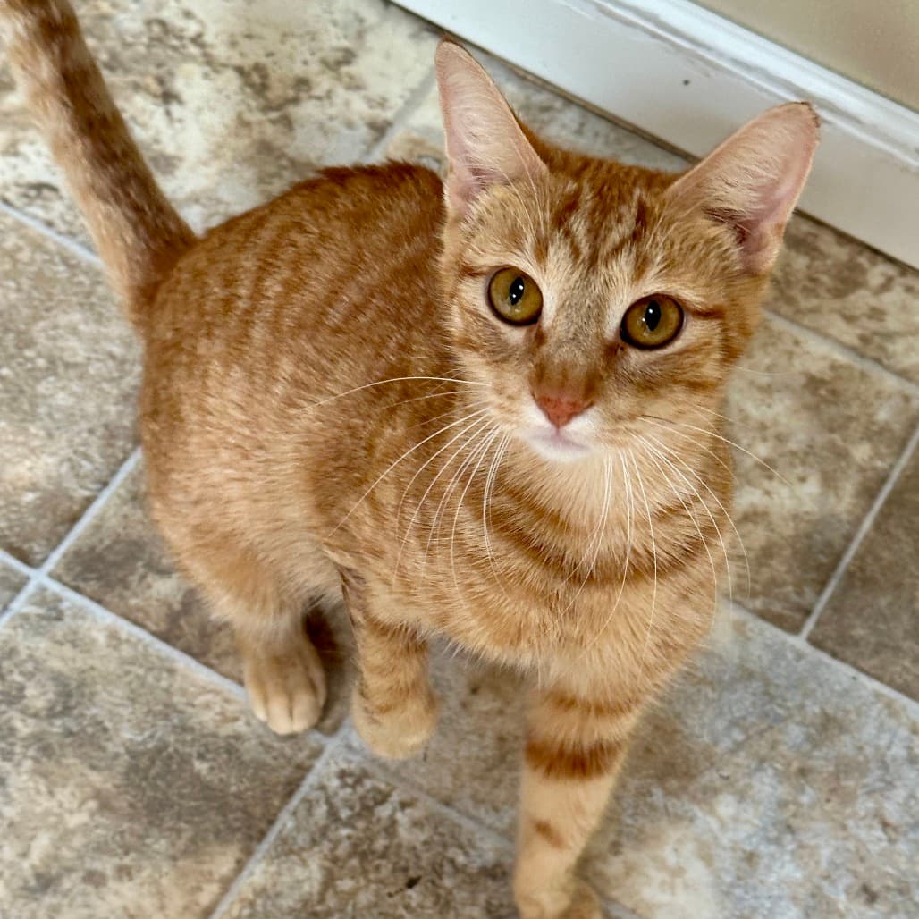 Ember the shelter dog