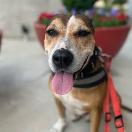 Evander the shelter dog