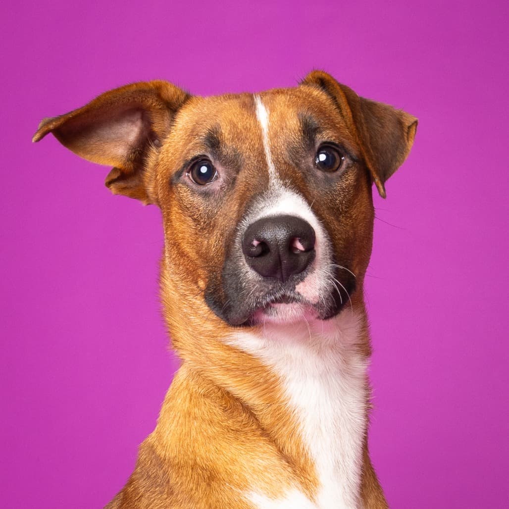 Goblin the shelter dog