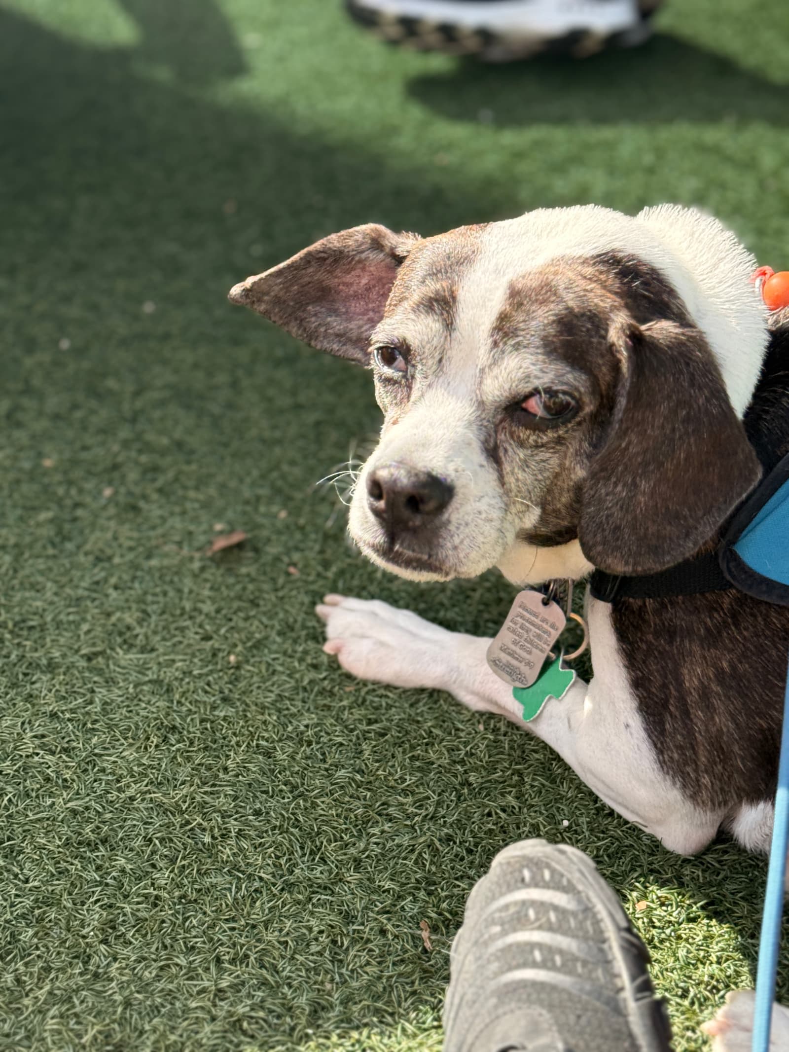 Honey Biscuits the shelter dog