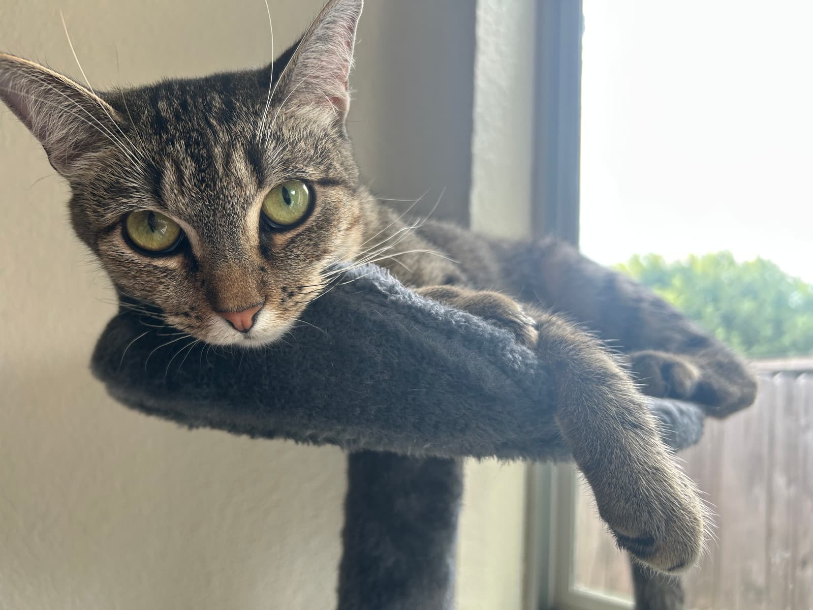 Honeybun the shelter dog