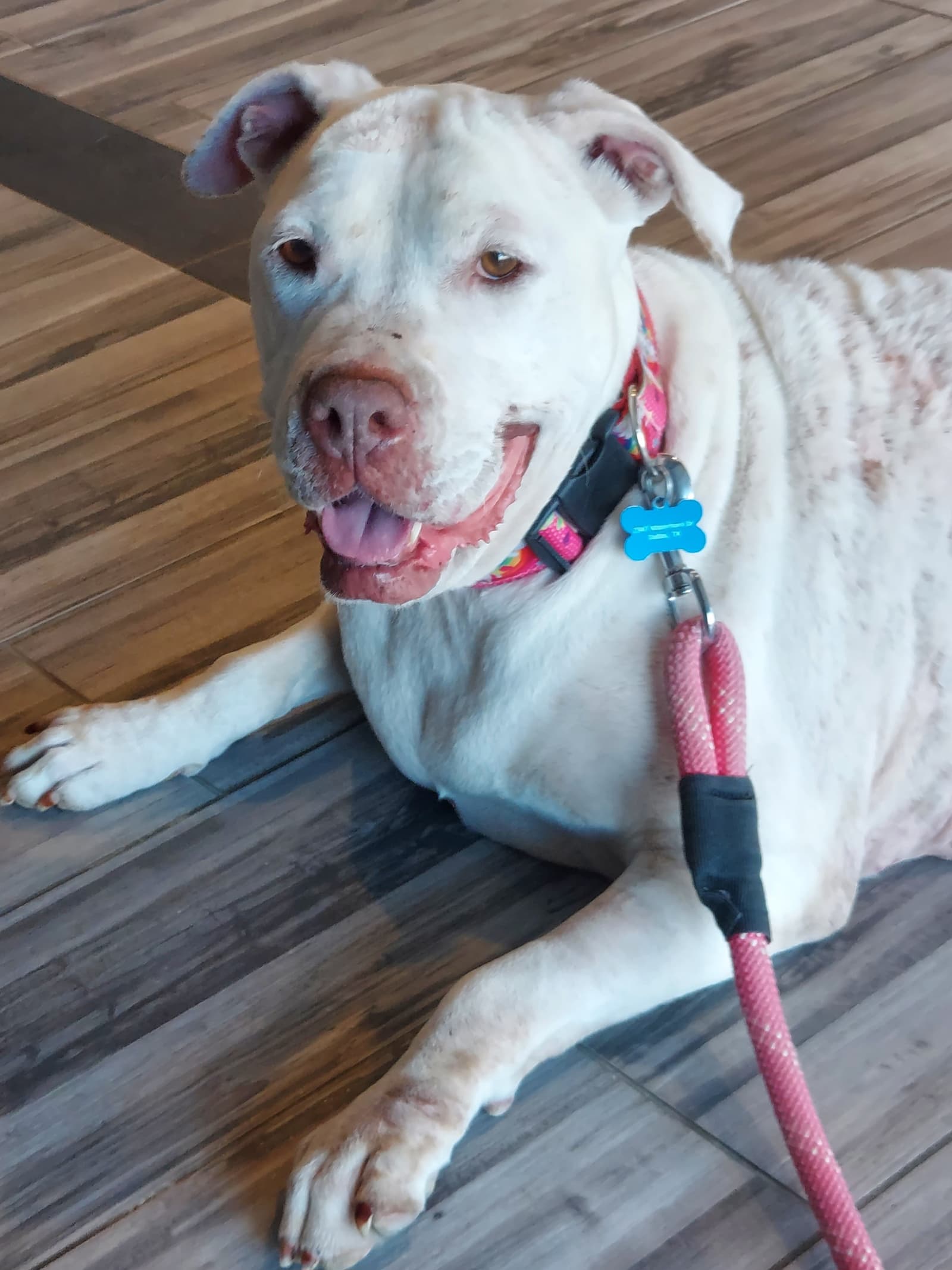 JellieBean the shelter dog