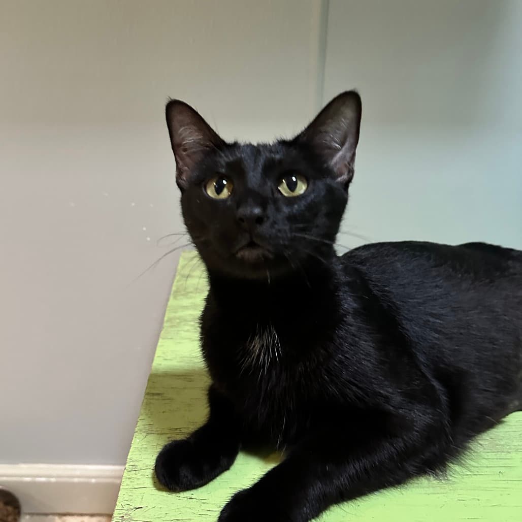 Mama Charmy the shelter dog