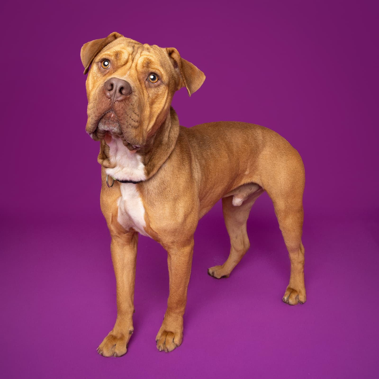 Meatball the shelter dog