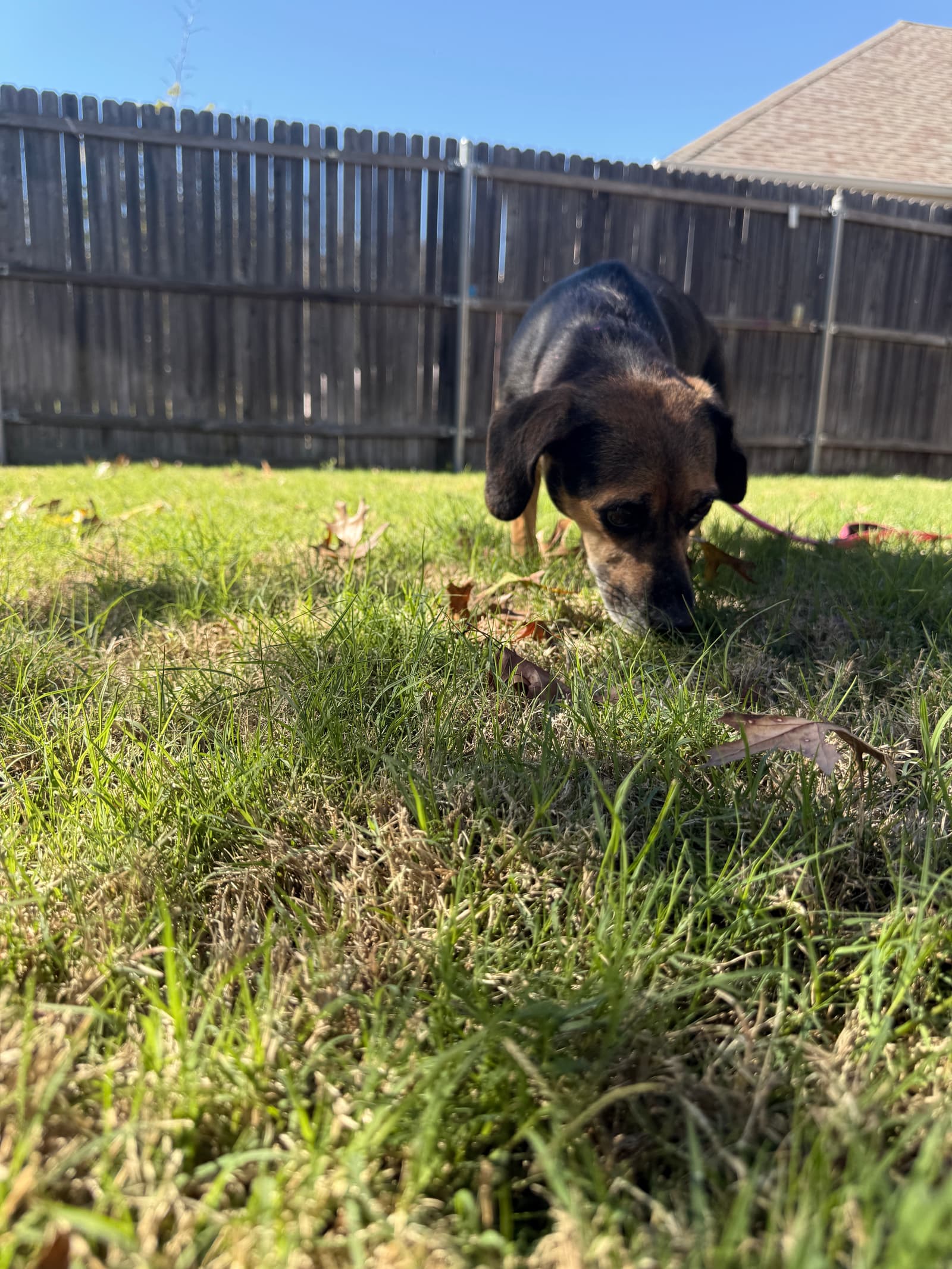 Merry the shelter dog