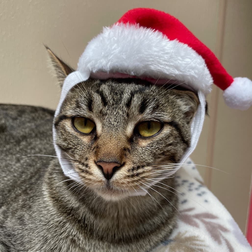 Muenster the shelter dog