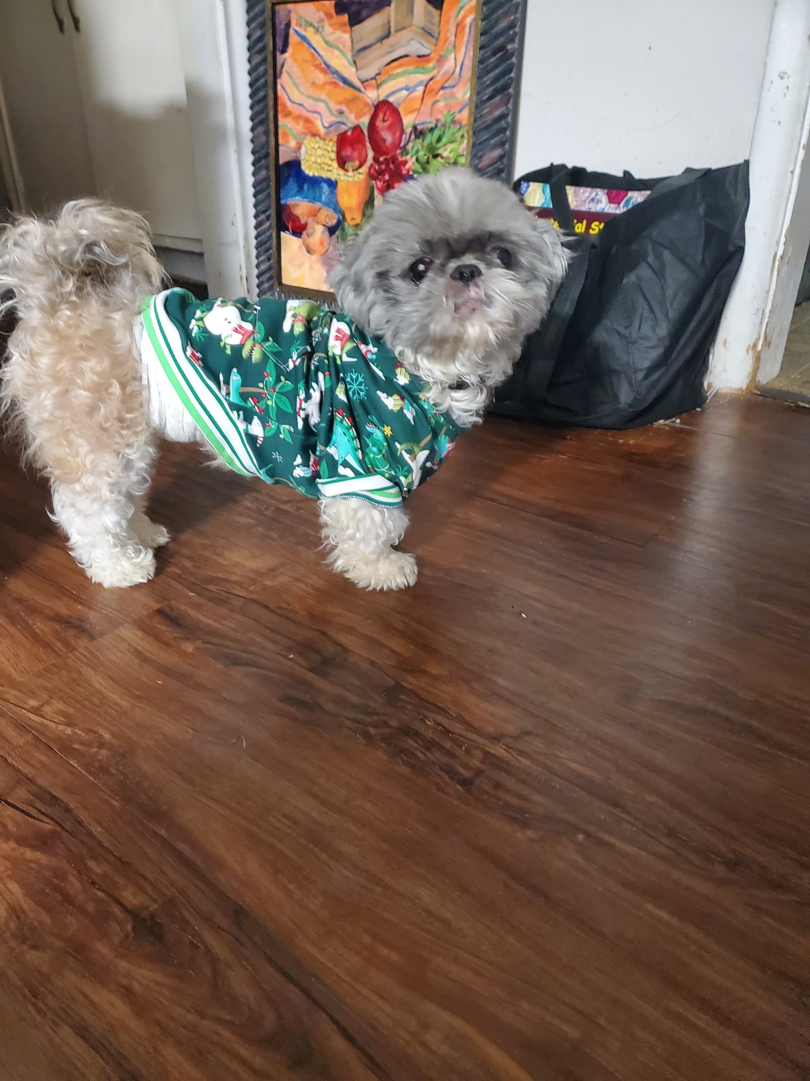 Oreo the shelter dog