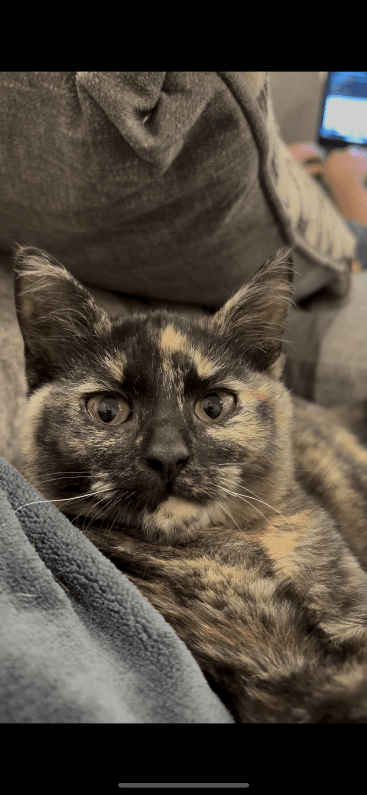 Panna the shelter dog