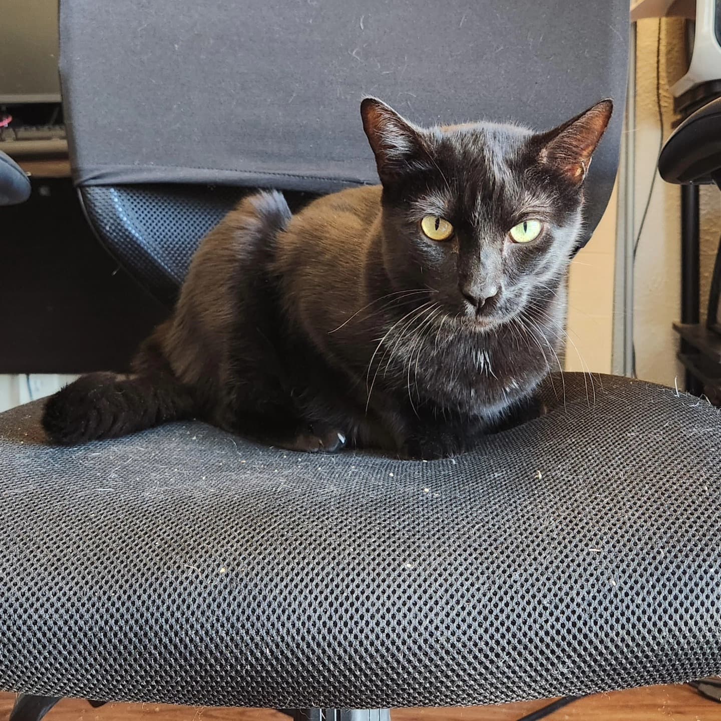 Panther the shelter dog