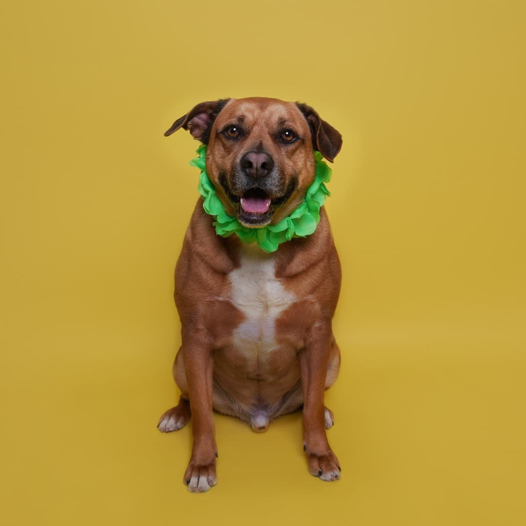 Rebel the shelter dog