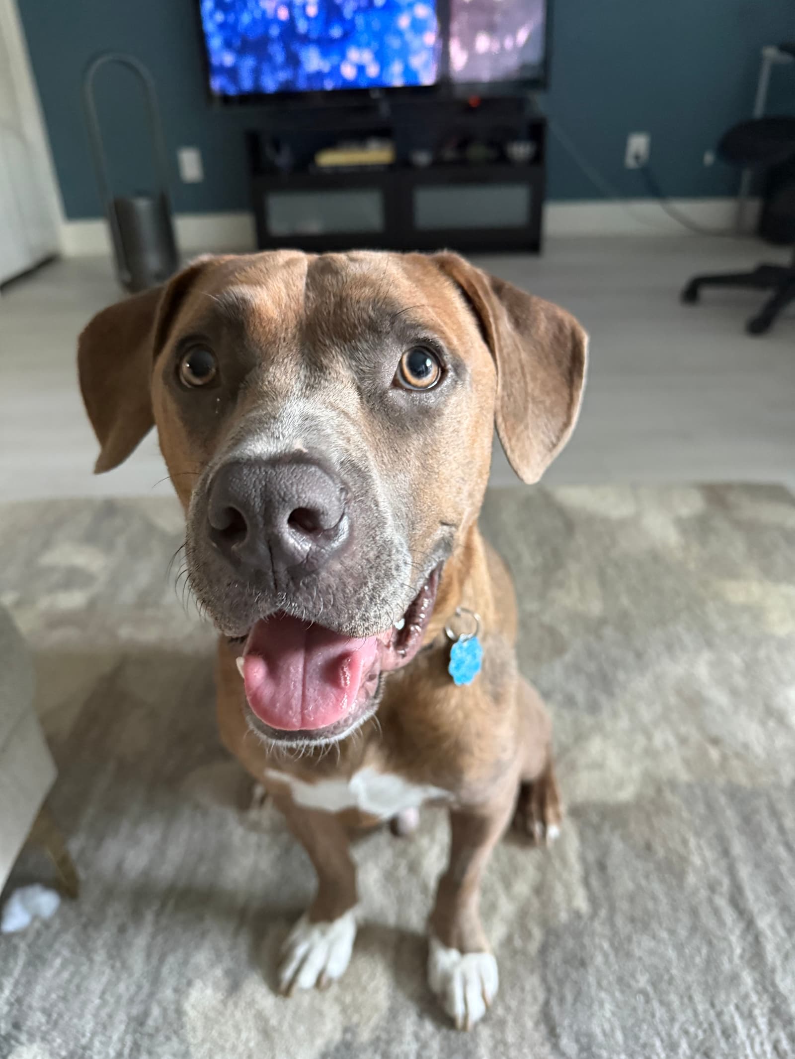 Sparrow the shelter dog