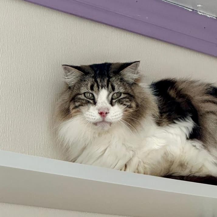 Sven the shelter dog