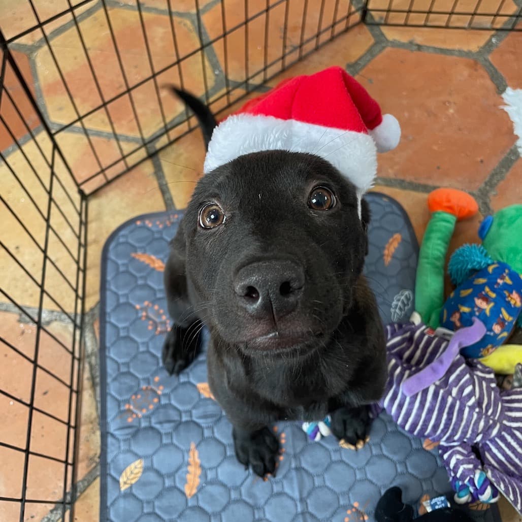 Tamara the shelter dog