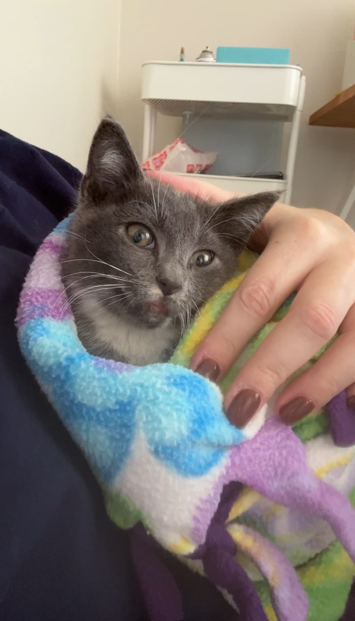 Tofurkey the shelter dog