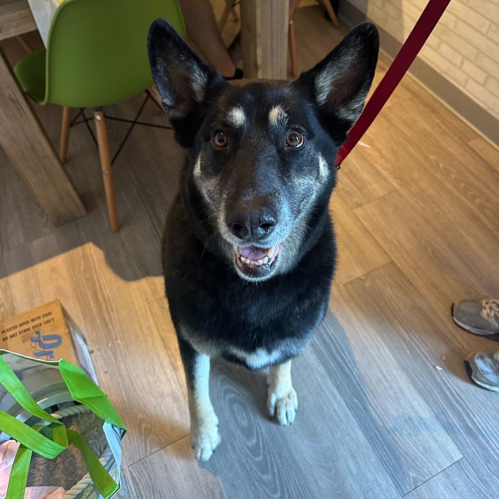 Vader the shelter dog