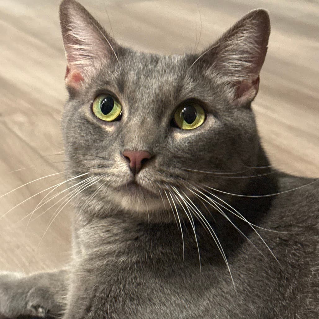 Wilo the shelter dog